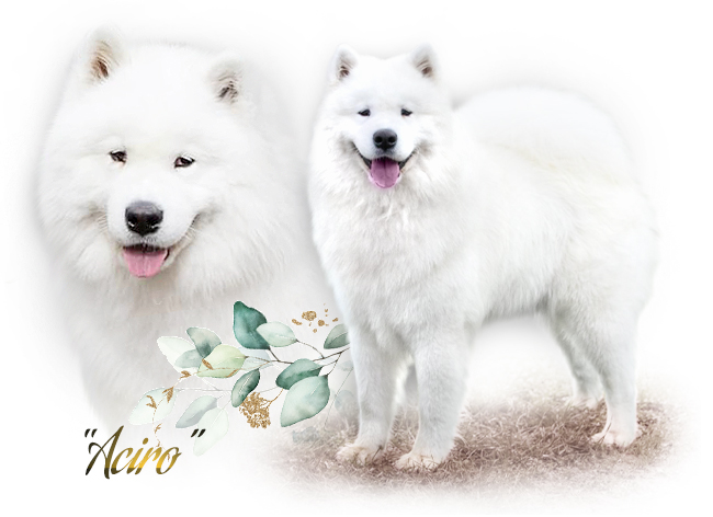 Samojed Aciro by Diamonds Story of Nature 