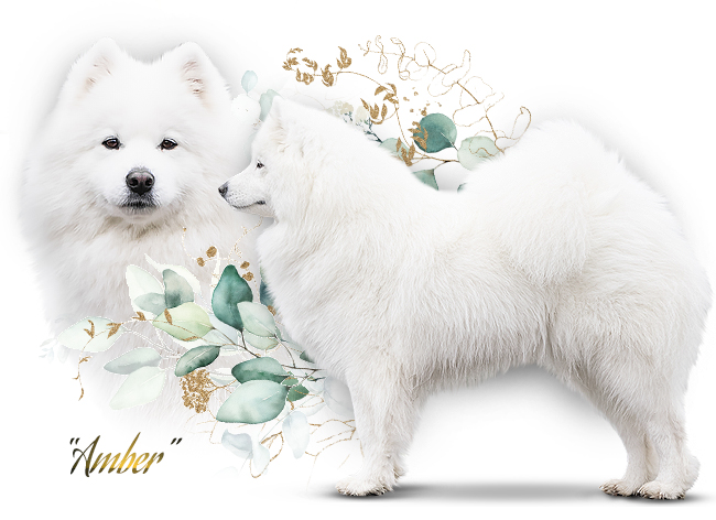 Samojed Amber Lumi Tacira Star