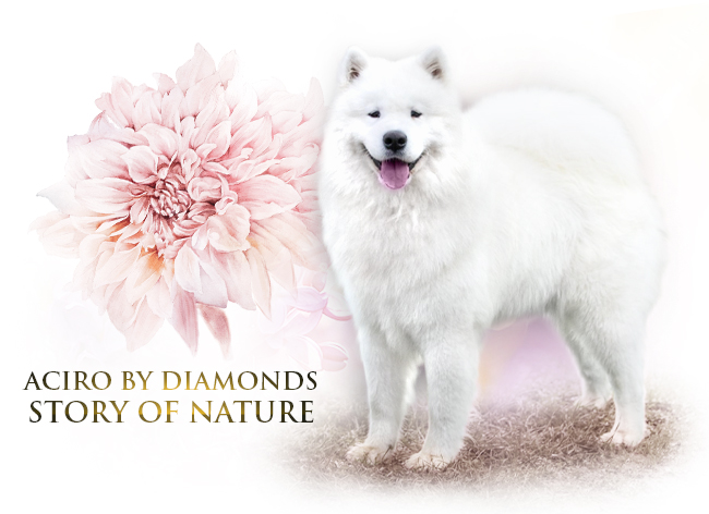 Samojed Aciro by Diamonds Story of Nature