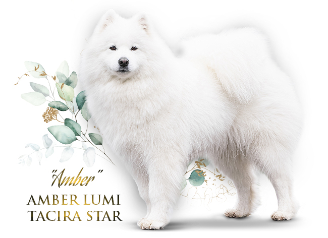 Samojed Amber Lumi Tacira Star