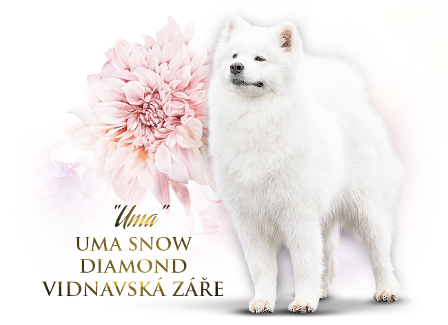 Samojed Uma Snow Diamond Vidnavská záře